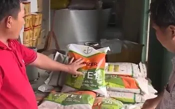 Nông dân khốn đốn vì mua nhầm lúa giống giả