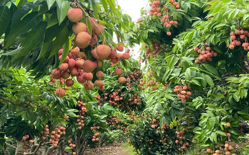 Hơn 100 tấn vải thiều Bắc Giang "hạ cánh" tại Pháp