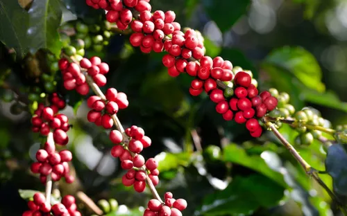 Giá cà phê (17/6): Trong nước giữ đỉnh 112.000 đồng/kg, thế giới tiếp tục giảm