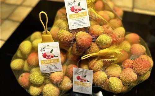 Việt Nam giữ vị trí thứ hai về sản lượng trái vải toàn cầu