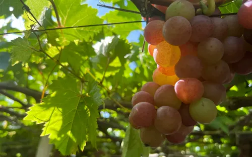 Nơi nắng gió gửi trao những mùa quả ngọt