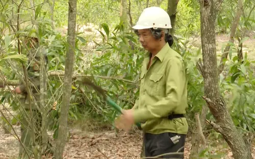 Nhà báo hơn 10 năm trồng rừng trên cát trắng