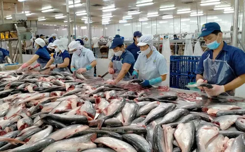 Xuất khẩu cá tra sang Mỹ tăng mạnh, doanh nghiệp Việt đón tin vui thuế quan