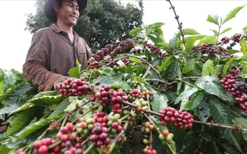 Bản tin nông sản (26-6): Giá cà phê quay đầu giảm mạnh, hồ tiêu bật tăng, lúa gạo giữ ổn định