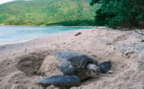 Côn Đảo qua hành trình của tình nguyện viên cứu hộ rùa biển