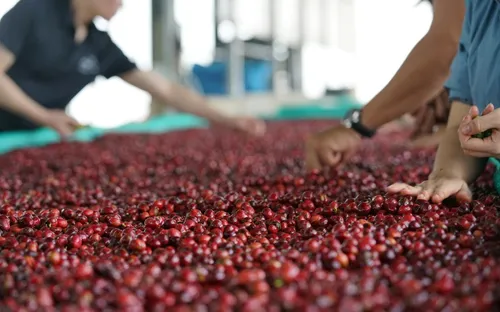 Ngành nông nghiệp nỗ lực cán đích 65 tỷ USD xuất khẩu trong năm 2025