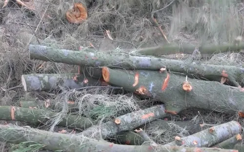 Hà Tĩnh: Rừng phi lao phòng hộ bị đốn hạ