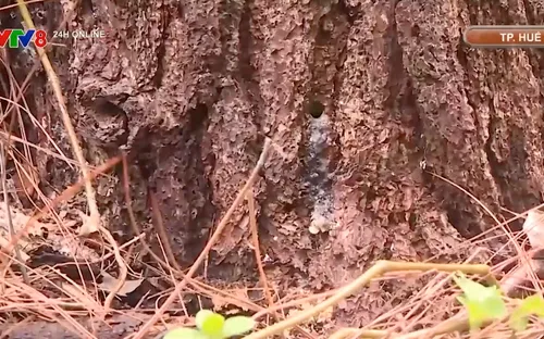 TP Huế: Điều tra vụ rừng thông bị đầu độc hàng loạt