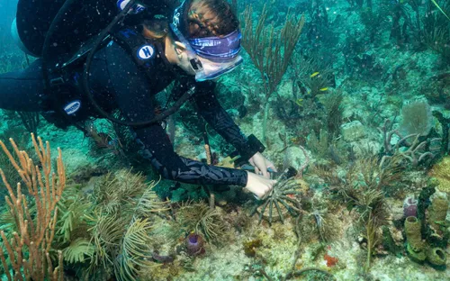 Phục hồi rạn san hô từ san hô lai tạo
