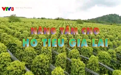 Nâng tầm cho hồ tiêu Gia Lai