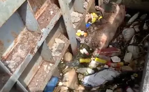 Gia Lai: Nhiều xác lợn chết bị vứt xuống kênh mương