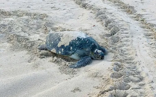 Rùa biển quay trở lại đẻ trứng ở Hòn Cau