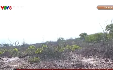 Điều tra vụ chính quyền xã tự ý bán rừng phòng hộ ven biển ở thành phố Huế