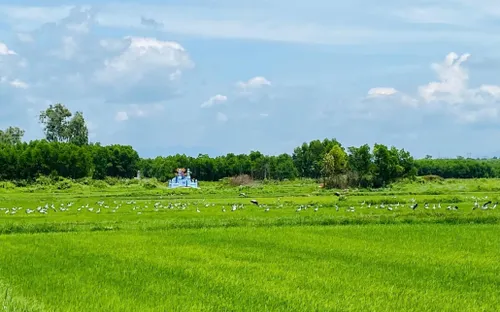 Xuất hiện đàn cò ốc quý hiếm tại Quảng Trị