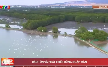 Gia Lai bảo tồn và phát triển rừng ngập mặn