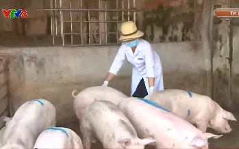 Tăng cường kiểm soát thịt lợn trên thị trường