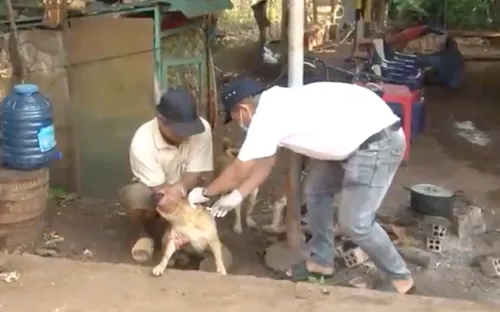 Tăng cường phòng chống bệnh dại