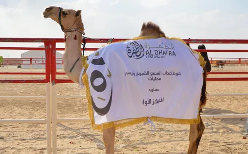 Cuộc thi Hoa hậu lạc đà: Những chuyện hậu trường thú vị