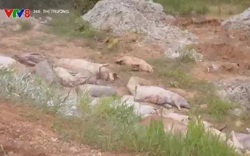 Quảng Ngãi bắt cơ sở thu gom lợn dịch