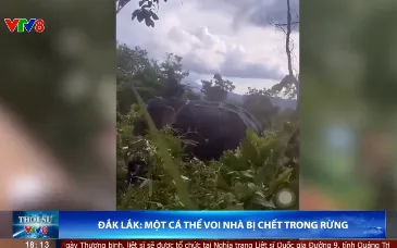 Đắk Lắk: Một cá thể voi nhà bị chết trong rừng