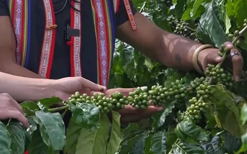 Cà phê đặc sản - Triển vọng cho cà phê Gia Lai