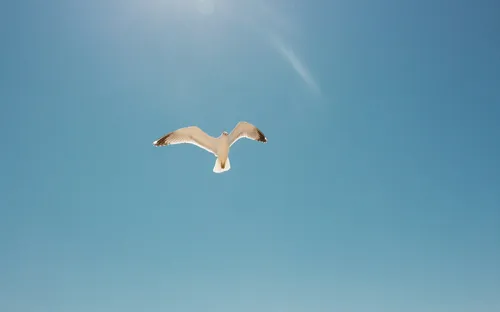 Ngư dân Na Uy xây “khách sạn” giúp chim biển tránh tuyệt chủng