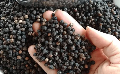 Giá hồ tiêu xuất khẩu cao nhất trong nhiều năm