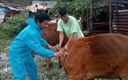 Quảng Ngãi : Cấp hơn 21.500 liều vaccine và hóa chất phòng, chống dịch bệnh động vật