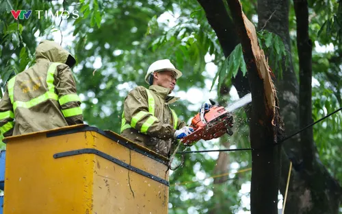 Hà Nội chặt hạ, dịch chuyển 24 cây xanh để mở rộng đường Hùng Vương kéo dài
