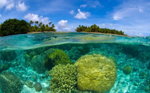 “Kho báu đại dương” Blue Carbon giúp giảm phát thải, phục hồi hệ sinh thái