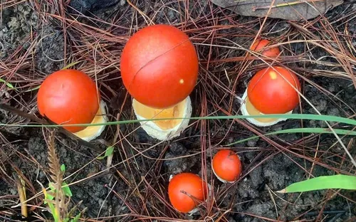 Mùa săn nấm rừng thông