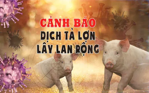 Cảnh báo dịch tả lợn lây lan rộng