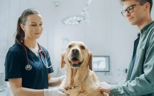 Chó đánh hơi phát hiện Parkinson sớm, độ chính xác tới 98%