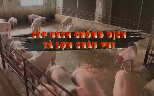 Cấp bách chống dịch tả lợn châu Phi