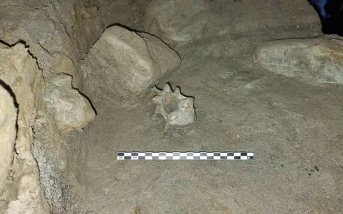 Phát hiện hóa thạch xương động vật Bắc Cực cổ đại trong hang động tại Na Uy