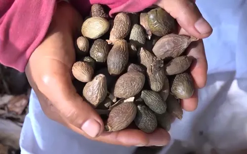 Bảo vệ rừng ươi - Bảo vệ sinh kế người dân