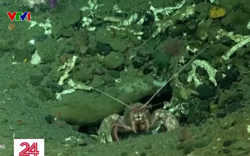 Livestream hình ảnh dưới đáy biển thu hút người xem tại Argentina