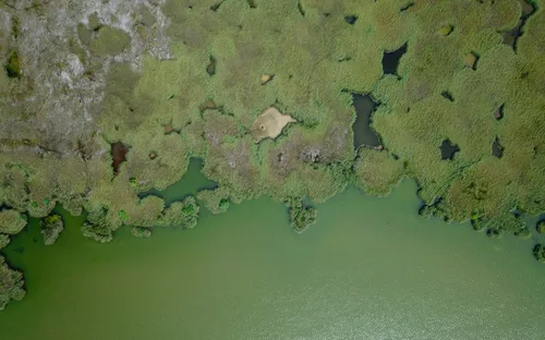 Bảo tồn rừng ngập mặn ở xứ sa mạc