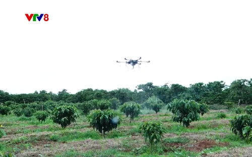 "Nông nghiệp xanh: Ứng dụng drone trong sản xuất nông nghiệp" 19h30 (14/8/2025) trên VTV8