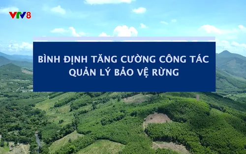 Phóng sự: Bình Định tăng cường công tác quản lý bảo vệ rừng (27/05/2025)