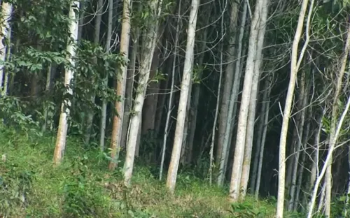 Tiềm năng phát triển rừng gỗ lớn ở Nghệ An