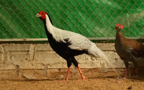 Góc nhìn pháp lý "Vụ án gà lôi"