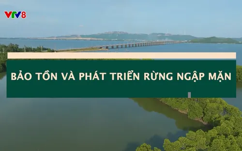 Phóng sự: Bảo tồn và phát triển rừng ngập mặn (22/07/2025)