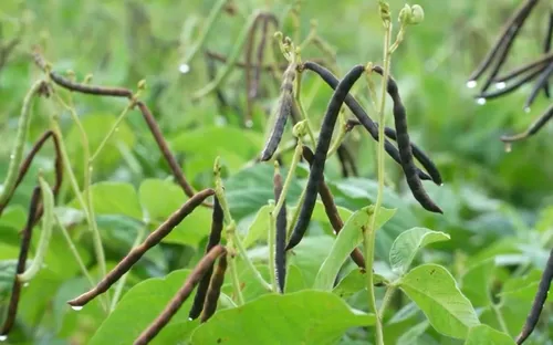 Đẩy mạnh lai tạo giống nông nghiệp