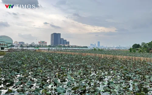 Công nhân gấp rút cải tạo hồ Sen, chuẩn bị “hồi sinh” dòng chảy về hồ Tây