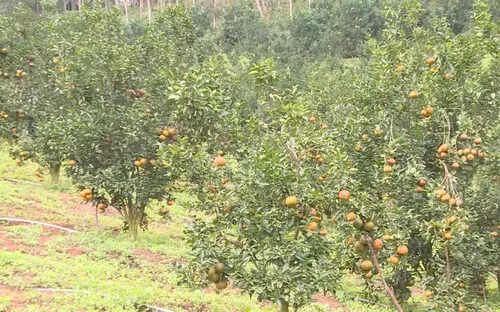 Nông nghiệp xanh: Tuần hoàn xanh trong nông nghiệp (21/8/2025)