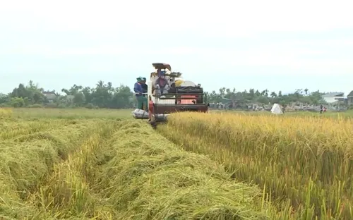 Chủ động bảo vệ sản xuất trước bão số 5