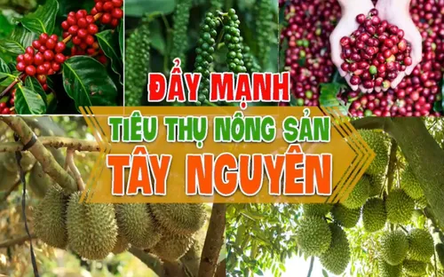 Đẩy mạnh tiêu thụ nông sản Tây Nguyên