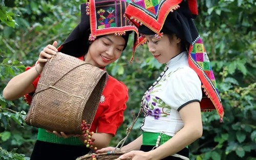 Giá cà phê hôm nay 1/9: Cà phê trong nước có giá 122.400 đồng/kg