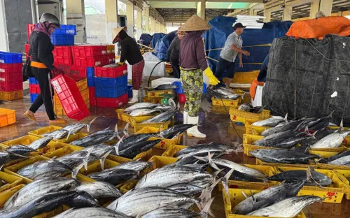 Ngư dân Đắk Lắk vui đón Tết Độc lập với khoang tàu đầy ắp cá